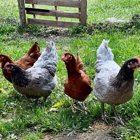 Gite Sivade Maison Artiste Jardin Cloture Nyaraló *