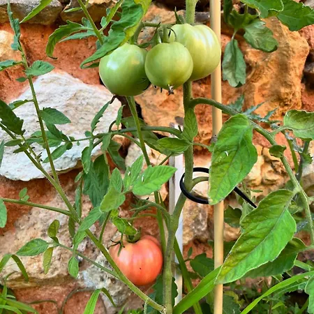 Gite Sivade Maison Artiste Jardin Cloture *